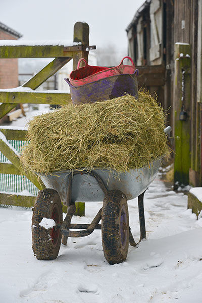 hay in wheelbarrow in the snow